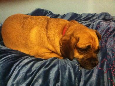 dog-with-sleep-apnea