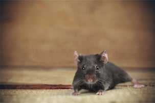 sleep_trigger_in_mice_may_help_treat_insomnia.jpg